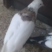 کبوتر طوقی معاوضه