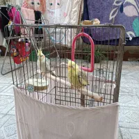 یک جفت عروس هلندی مولد