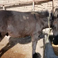 قاطر نر یک سال و ۸ ماهه|حیوانات مزرعه|شیروان (خراسان), |دیوار