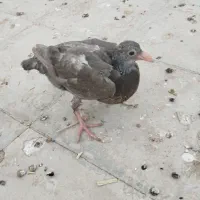 یه جفت جوجه درشت|پرنده|سبزوار, امیر کبیر|دیوار