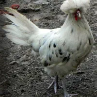 تخم مرغ نطفه دار