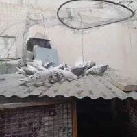 ۴۵ عدد کبوتر|پرنده|رودهن, |دیوار