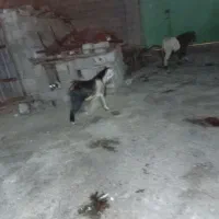 فروش کهره ، لطفا تماس|حیوانات مزرعه|جم, |دیوار