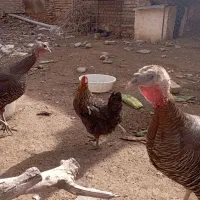 یک عدد خروس پر پا خوشکل رنگ کوکو با دو عدد مرغ فرو