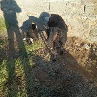 بز شیری با بچه|حیوانات مزرعه|میاندوآب, |دیوار