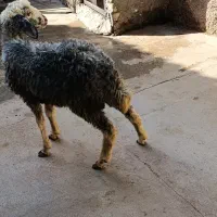 بره ماده جهت قربانی 25کیلو|حیوانات مزرعه|کرج, حیدرآباد|دیوار