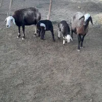 میش بره