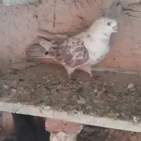 کبوتر رنگی|پرنده|ارشق, |دیوار