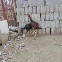 تعدادی خروس لاری 5ماهه لاری قیمت مناسب|حیوانات مزرعه|پیرانشهر, |دیوار