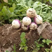 ترب سفید|عمدهفروشی|اصلاندوز, |دیوار