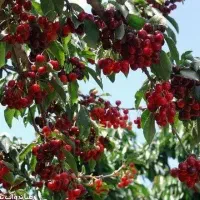 تولید نهال گیلاس پایه کوتاه گزیلا