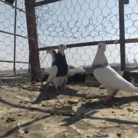 ستا نر جوان طوقی وچپ دوری سفت بابت جلد|پرنده|اهواز, علی آباد|دیوار