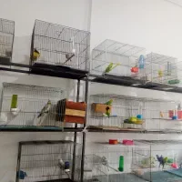 قناری مرغ عشق عروس طوطی فنج سهره