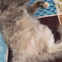 فروش گربه ماده پرشین اسکاتیش|گربه|لنگرود, |دیوار