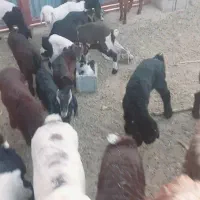 فروش ۱۶راس بزکهره دار