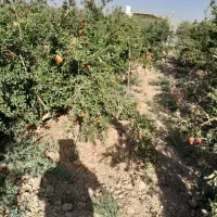 باغ انار سر سبز و پر محصول|فروش خانه و ویلا|تهران, امیریه|دیوار