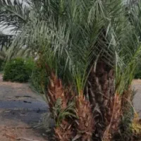 فروش کوره یا پاجوش نخل گنتار مروکو وپیارم