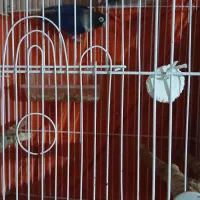 فروش طوطی برزیلی  رنگ خاص