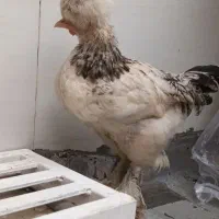 جوجه مرغ و خروس سلطان|حیوانات مزرعه|قم, وادی السلام|دیوار