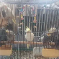 چهار عدد عروس هلندی(پدر و مادر و دو جوجه)