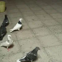 کبوتر