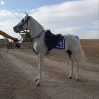 اسب نره شش ساله