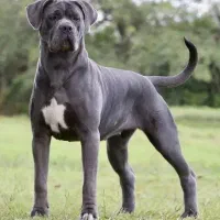 کنکورسو آلابای قفقاز روتوایلر سراب پژدر