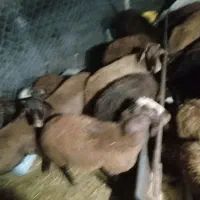 بره گوسفند