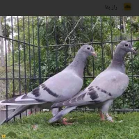 جوجه کبوتر پر  نقره‌ای و سبز گچی