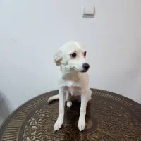 واگذاری توله رایگان حتما اطلاعات زیر مطالعه شود|سگ|تهران, ولنجک|دیوار