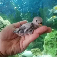 طوطی برزیلی سرلاکی نژاد وایت فیس