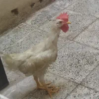 خروس فروشی