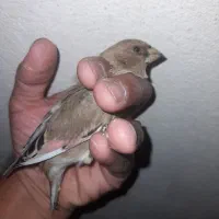 سهره.قناری.مرغ عشق.فنچ|پرنده|شیراز, شهرک نیروی انتظامی|دیوار