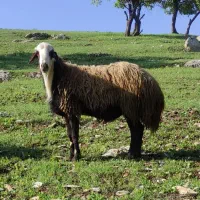 قورچ افشار