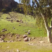 فروش ۱۰راس تیشترنر