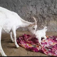 بزسانن|حیوانات مزرعه|کرمانشاه, |دیوار