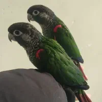 گرینچیک|پرنده|خمینیشهر, |دیوار