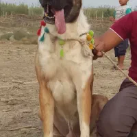 پلنگ خان جوان نژاد افغان از نسلی معتبر