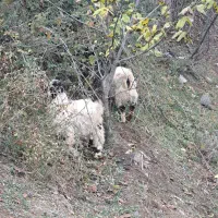 بزغاله ۲ عدد نر