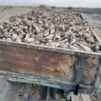 چغندر برای دامها|لوازم جانبی حیوانات|بروجرد, |دیوار