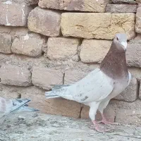 کبوترهفرنگ نروماده