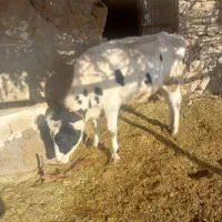 گوساله داشتی