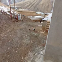 دوعددخروس گلین ۱۲۰۰