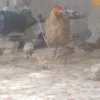 فروش مرغ و جوجه