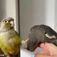 گرینچیک  طوطی پرنده گیرینچیک گرین چیک|پرنده|مشهد, بهاران|دیوار