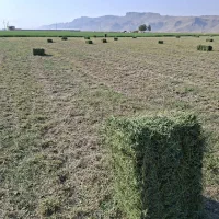 پرس یونجه