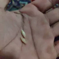 مهرهای قدیمی