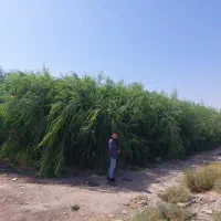 نهال بید مجنون