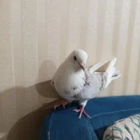 کفتر
