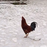 خروس هفت رنگ